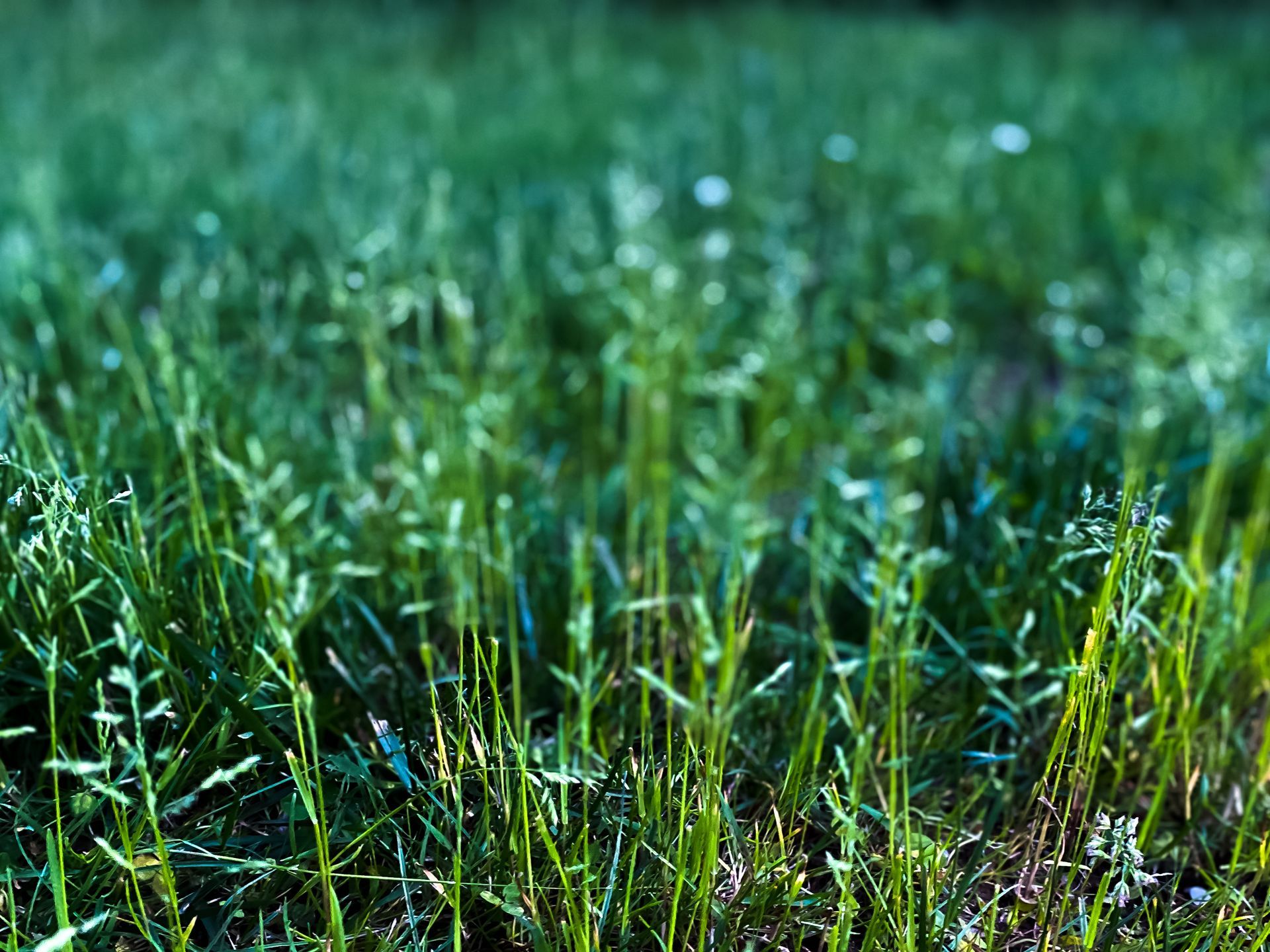 Vibrant bluegrass background with authentic textures and natural colors.
