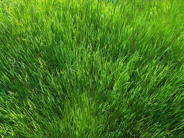 Overhead view of overgrown lawn being improved with Kentucky bluegrass seed | Fountain, CO 