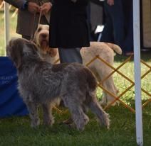 A group of dogs are standing in the grass at a dog show.
