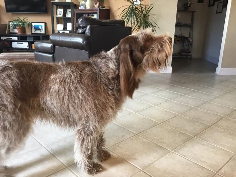 A dog is standing on a tiled floor in a living room.