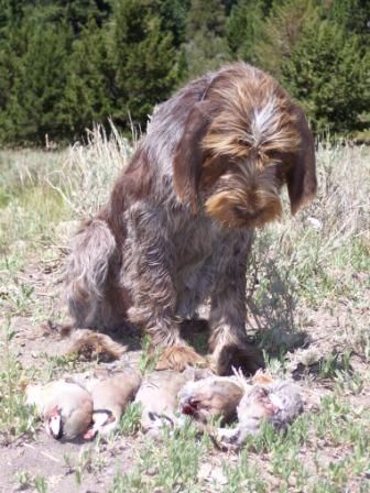 A dog sitting on the grass