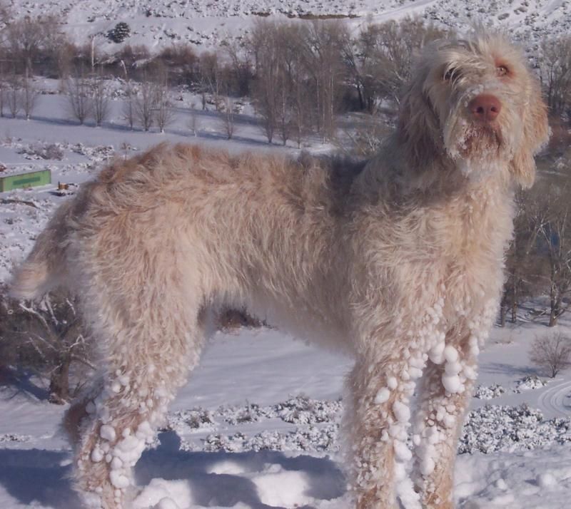 A dog is standing in the snow and looking at the camera