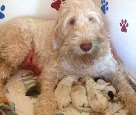 A dog is laying next to a bunch of puppies on a bed.
