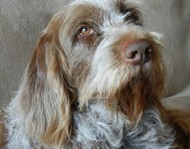 A close up of a brown and white dog with a beard looking at the camera.