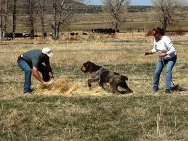 A man and a woman are playing with a dog in a field.