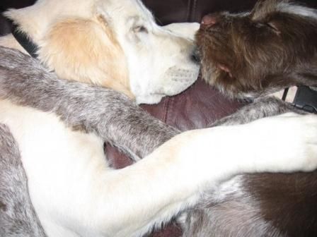 Two dogs are laying next to each other on a couch.