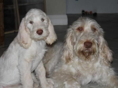 Two white dogs are sitting next to each other on the floor.