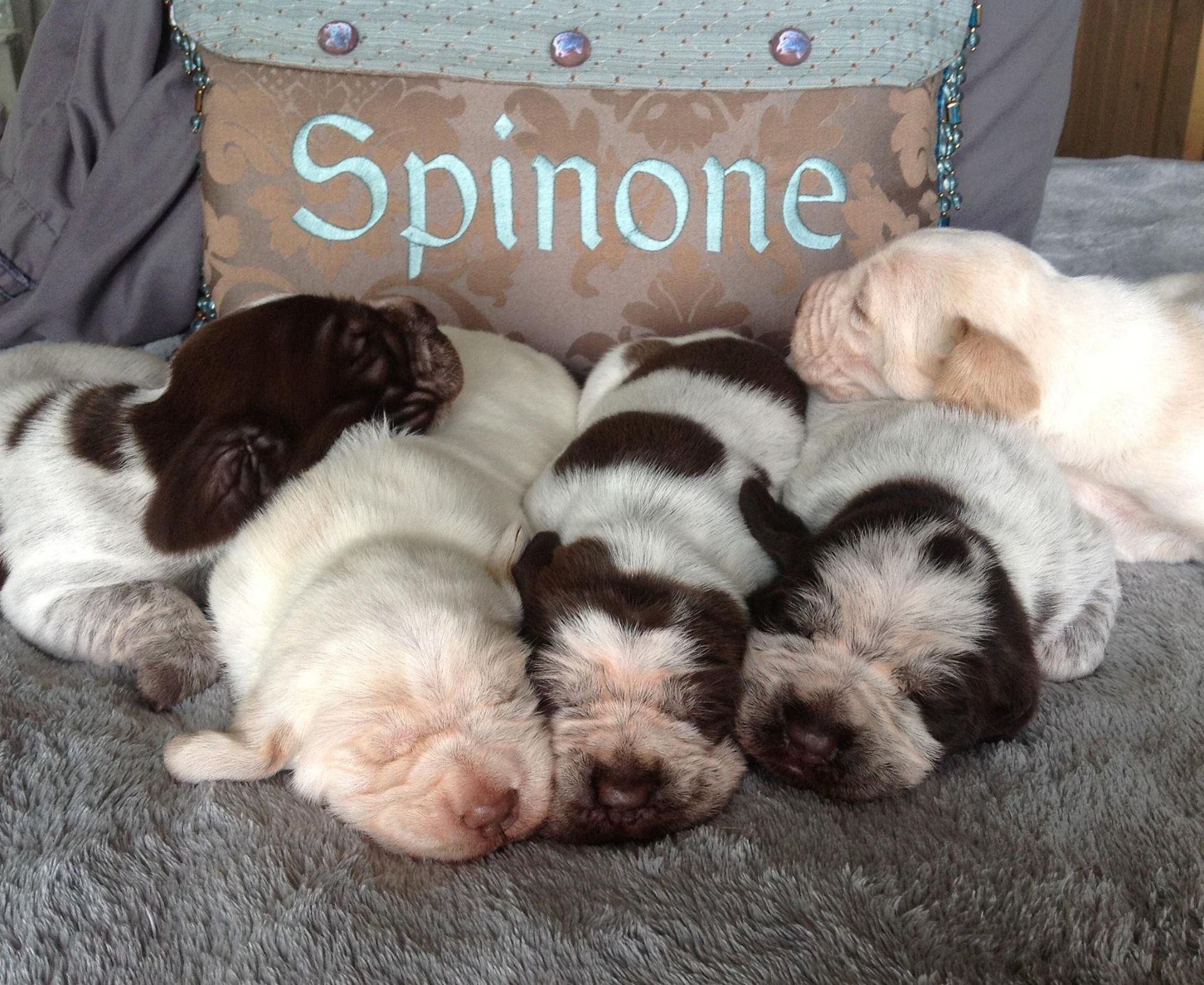 A group of puppies are laying on a tiled floor.