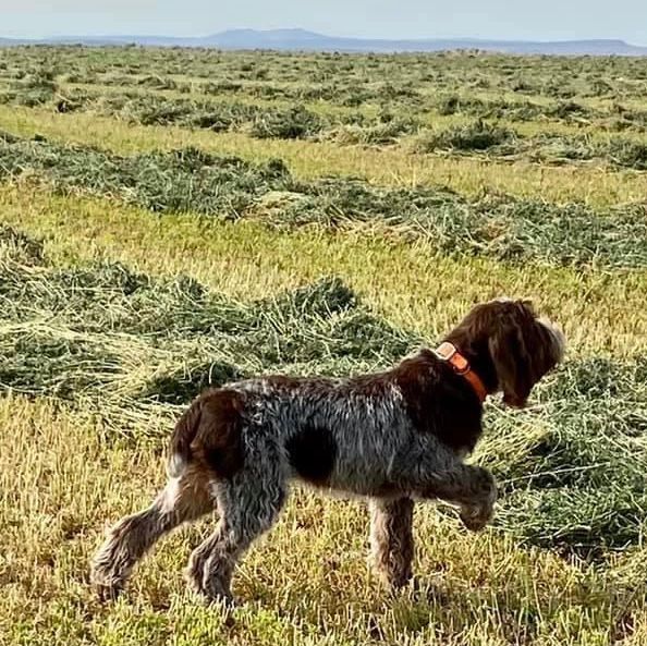 A brown and white dog is sleeping on a rug.