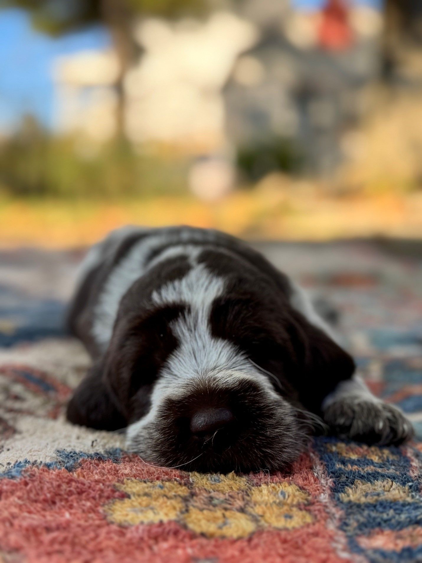 A brown and white puppy is sleeping on a rug.