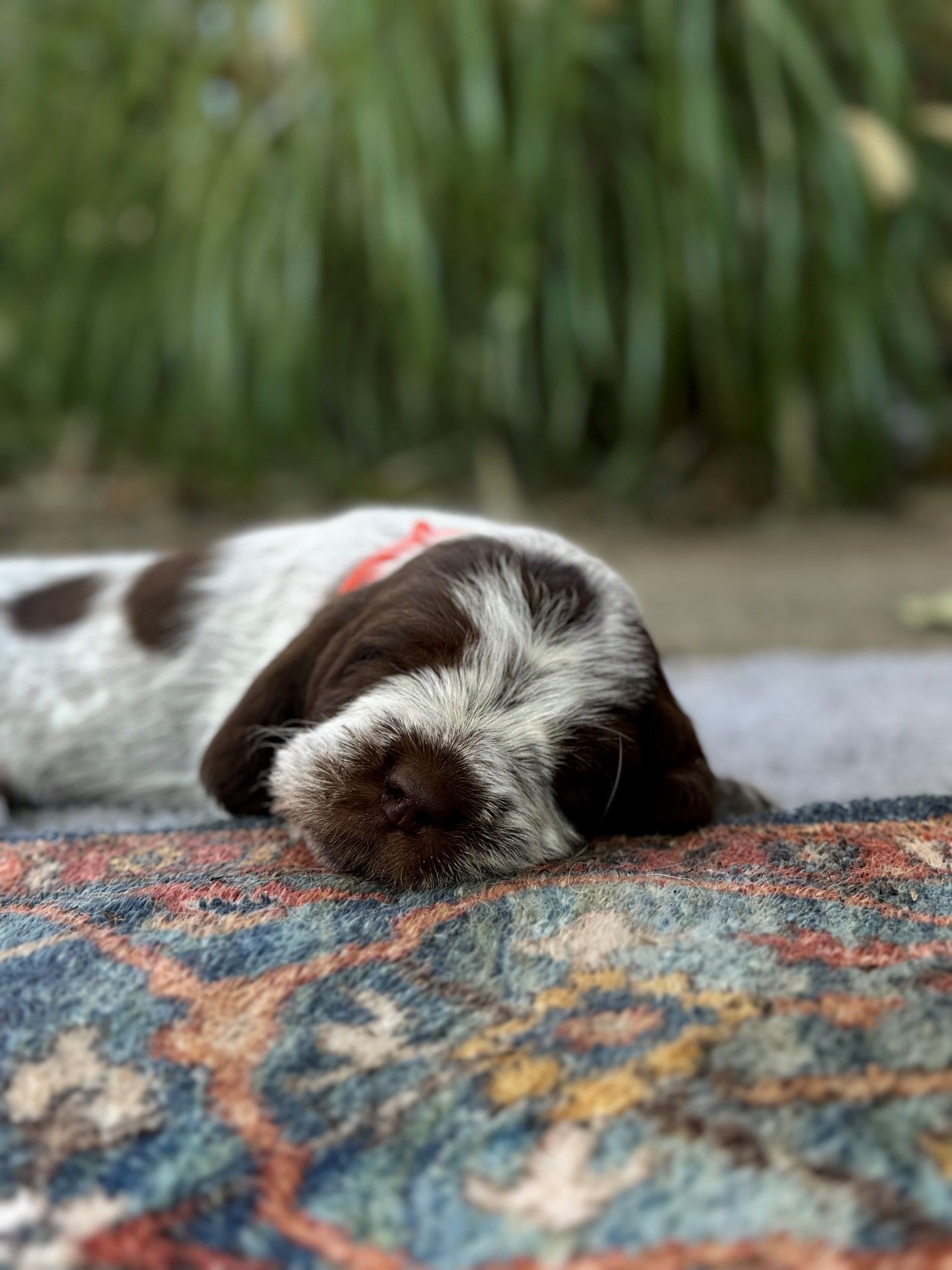 A brown and white puppy is sleeping on a rug.