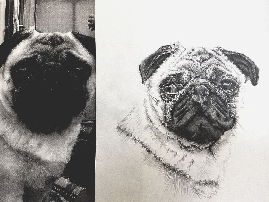 Pug