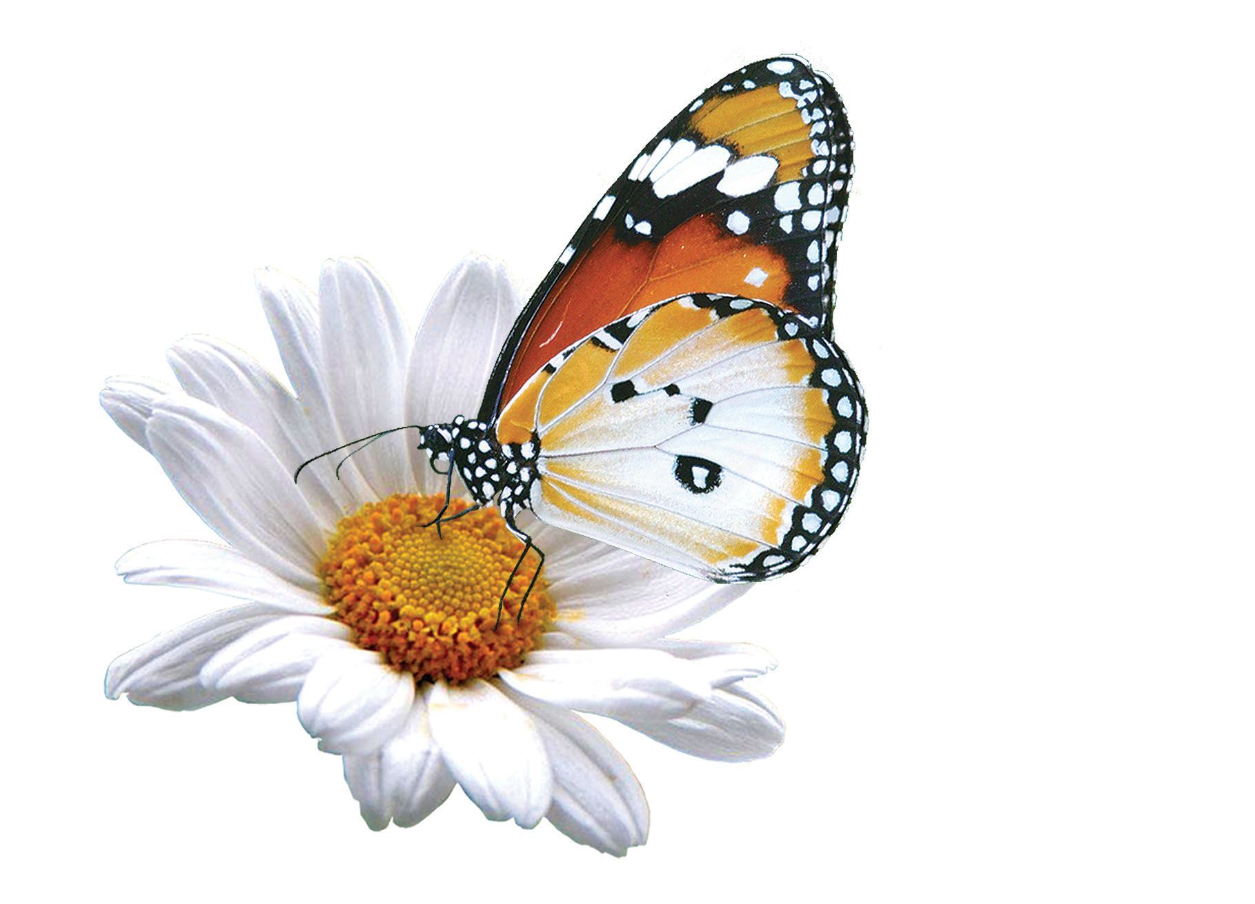 Butterfly logo