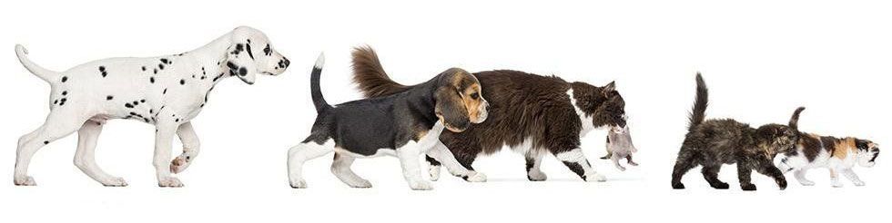 NUOVA LILLI IL VAGABONDO