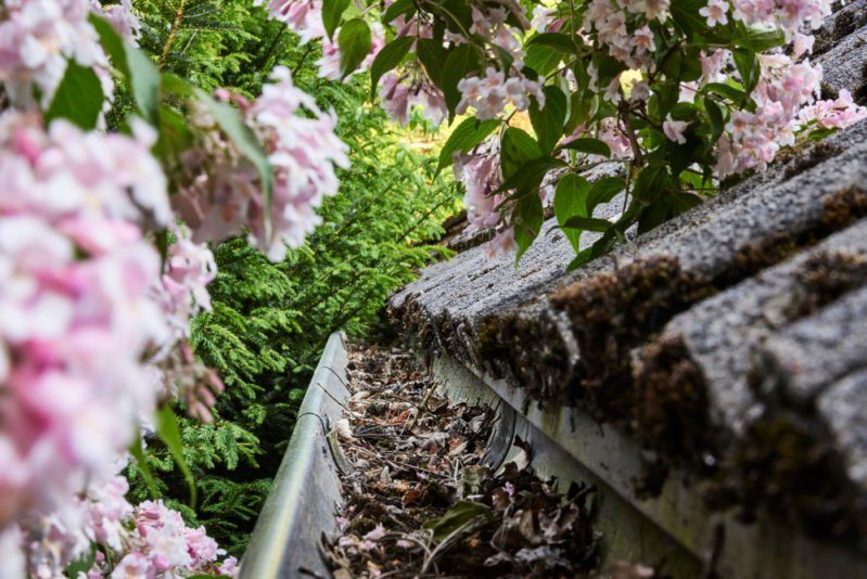 A gutter filled with leaves and flowers next to a tree.