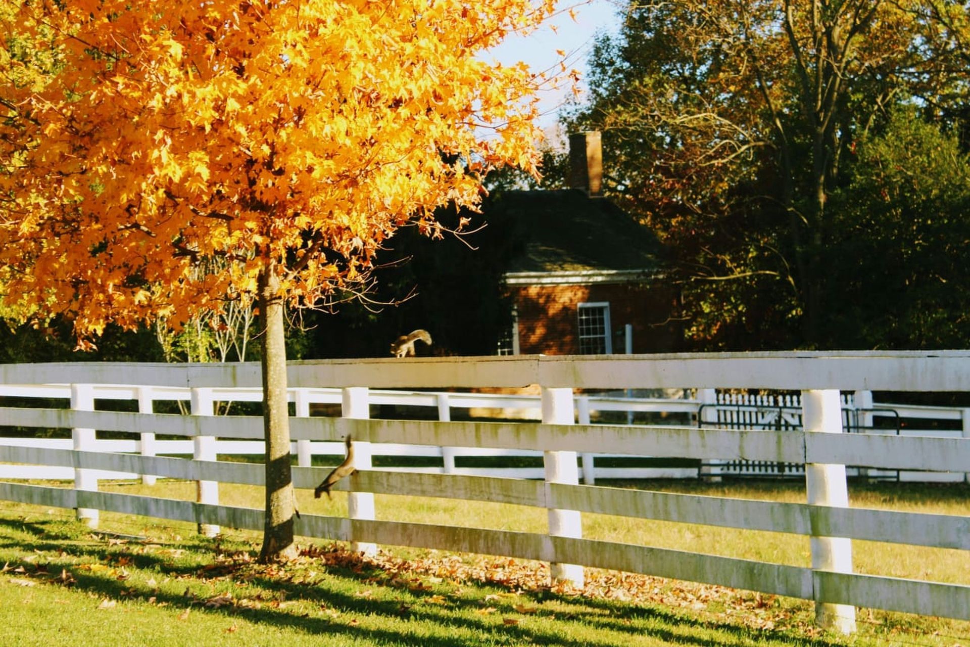 White fence beside a house with an orange autumn tree and sunlit yard