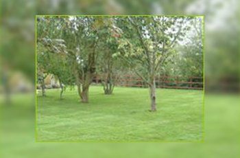 turfing grass