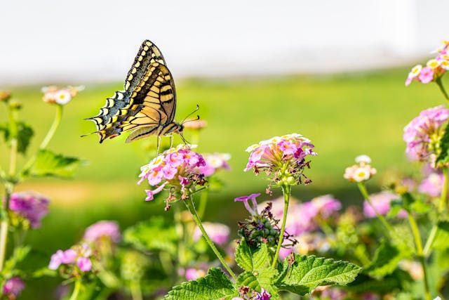 A butterfly on a pink flower that adds a gentle and peaceful touch to funeral homes Westminster, MD