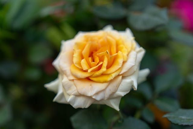 A cream-and-gold rose, a gentle symbol of remembrance with cremation services in Westminster, MD