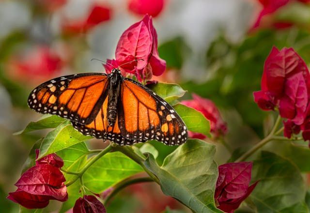 cremation services Emmitsburg, MD