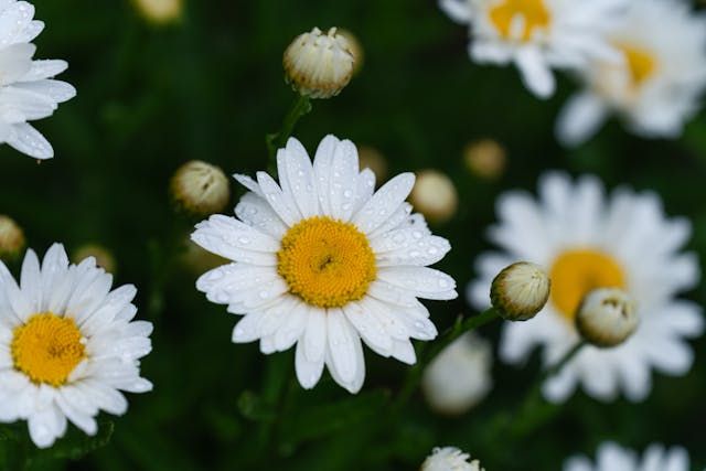 White daisies with yellow centers bring a gentle and comforting touch to funeral homes Taneytown, MD