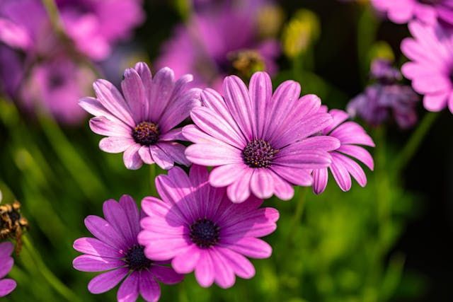 Purple flowers in bloom brings a gentle and peaceful touch to funeral homes Emmitsburg, MD