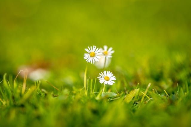 Small white daisies rising from the green grass bring a gentle touch to funeral homes Emmitsburg, MD