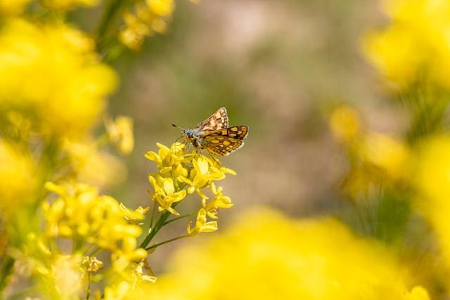 A tiny butterfly rests on sunlit yellow wildflowers, creating a gentle, peaceful scene often associated with funeral homes in Taneytown, MD
