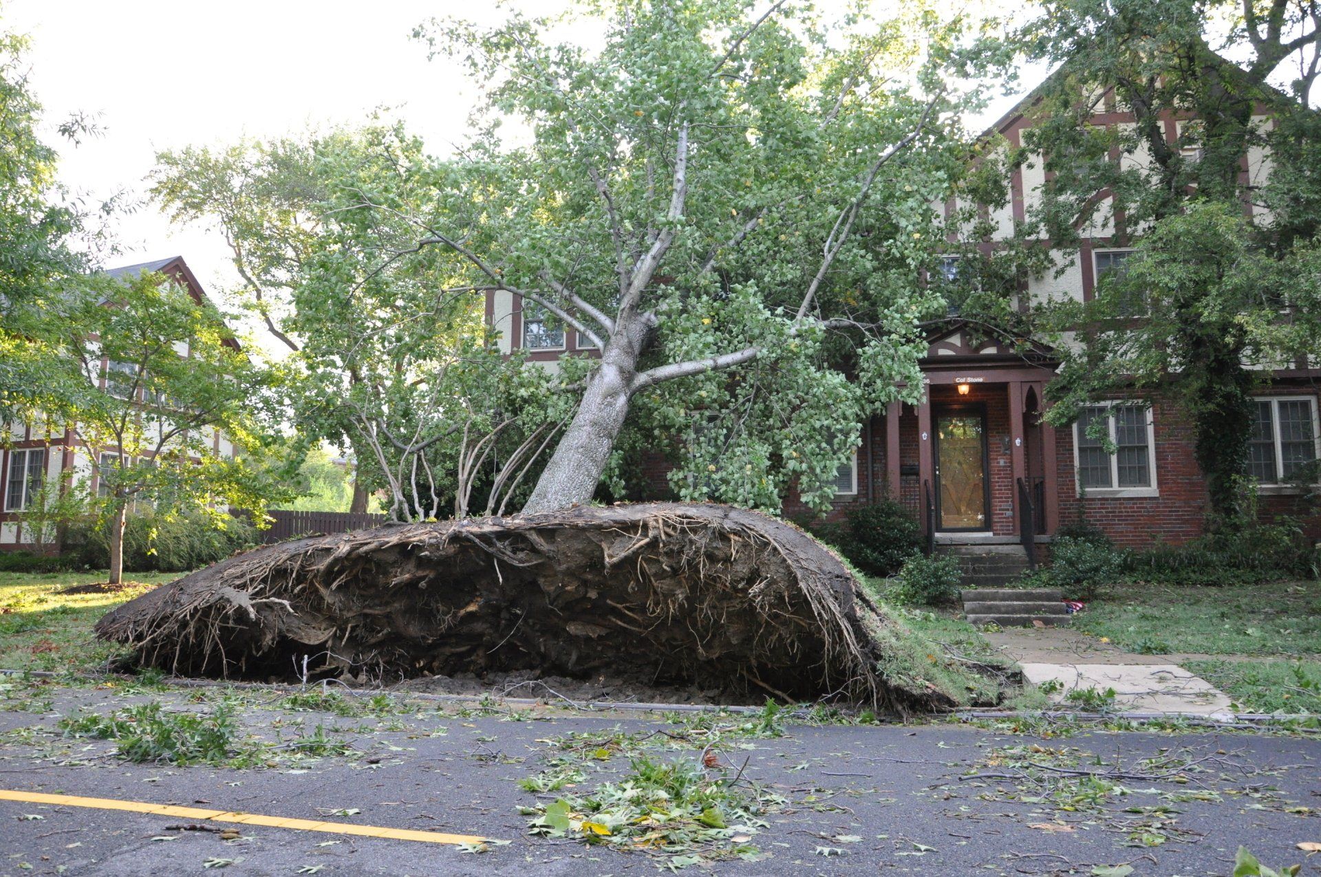 A large tree uprooted by a storm in Harrisonburg, ready for a tree removal service.