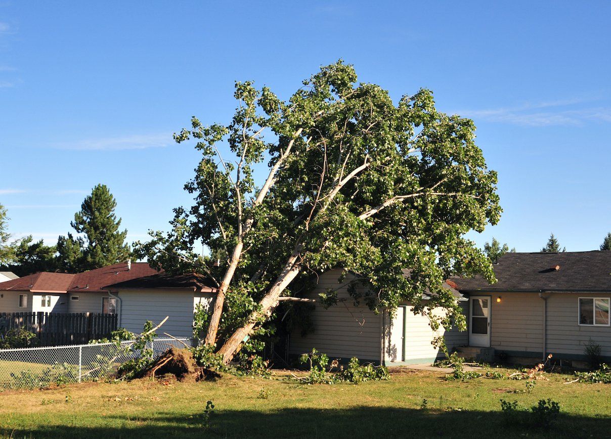 Storm Tree fallen on house to remove