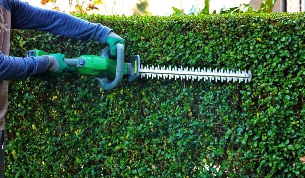A worker using an electric trimmer for tree pruning services on a thick green hedge.