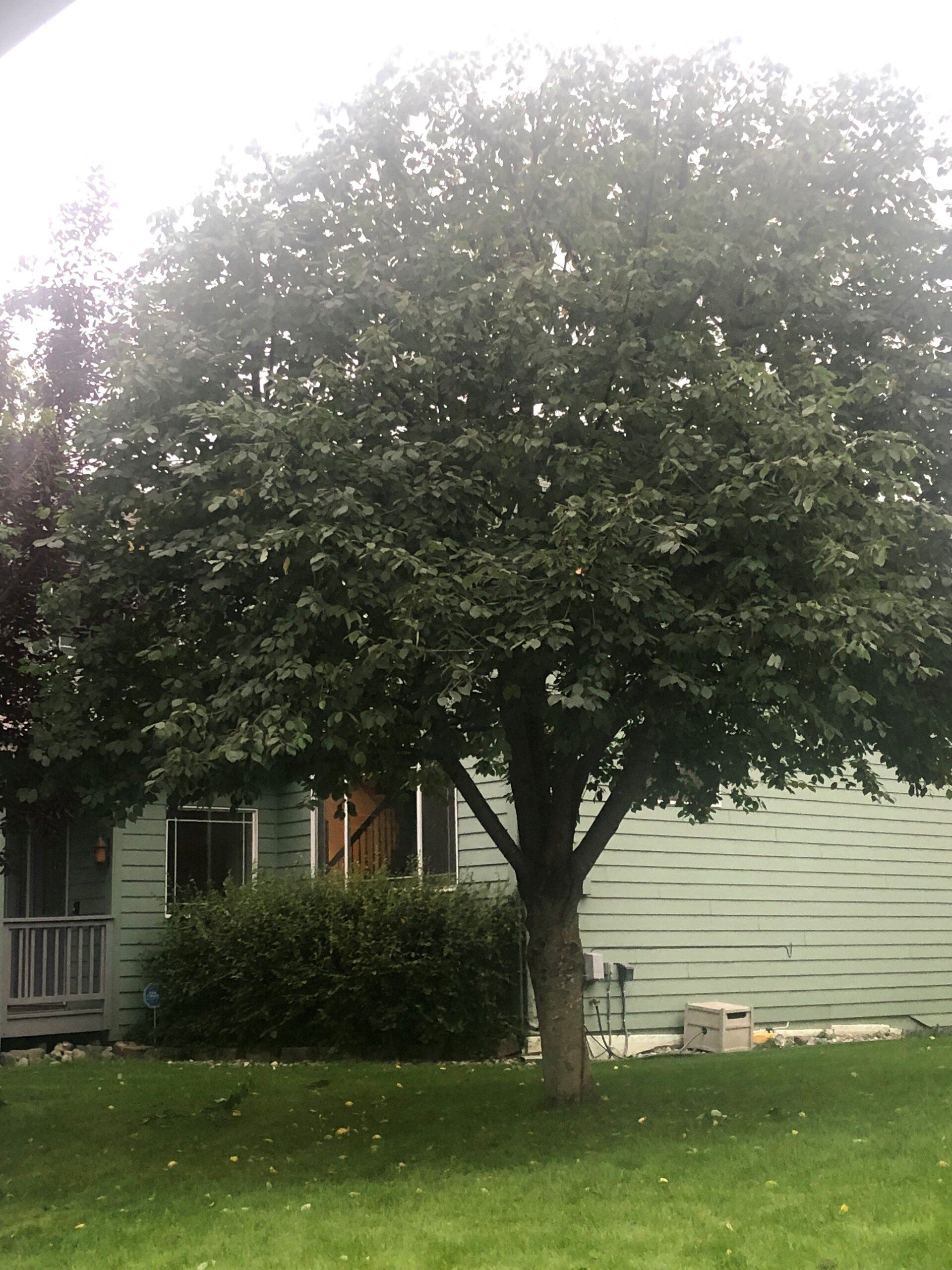 A mature tree with green foliage in front of a house with green siding and a small bush.