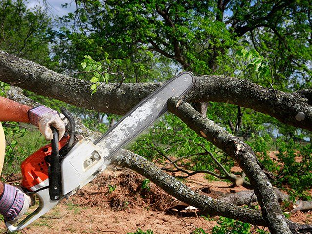 Cutting Branches — Anchorage, AK — Carlos Tree Service Inc
