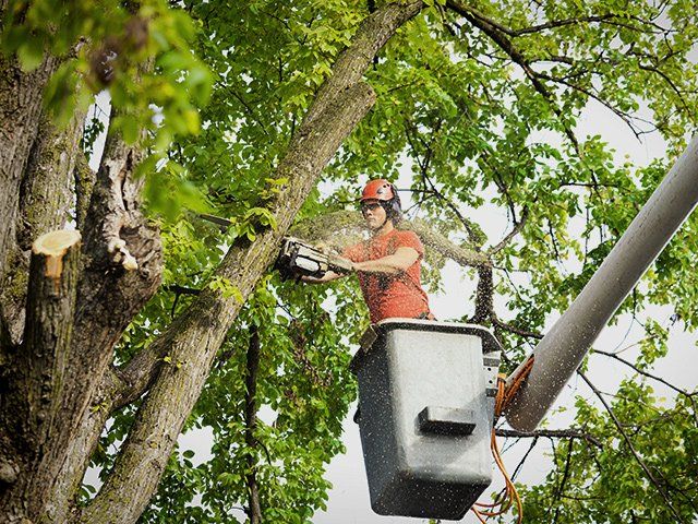 Tree Pruning — Anchorage, AK — Carlos Tree Service Inc