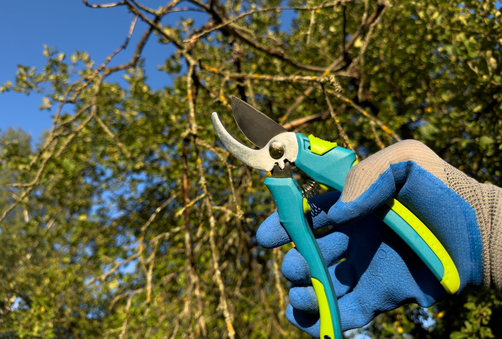 Close-up of a gloved hand holding pruning shears against tree branches in a garden.