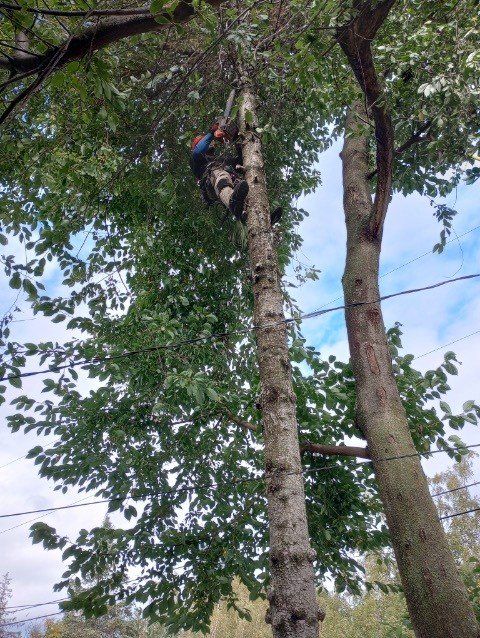 A tree trimmer in a harness is cutting a tall tree branch; blue sky visible.