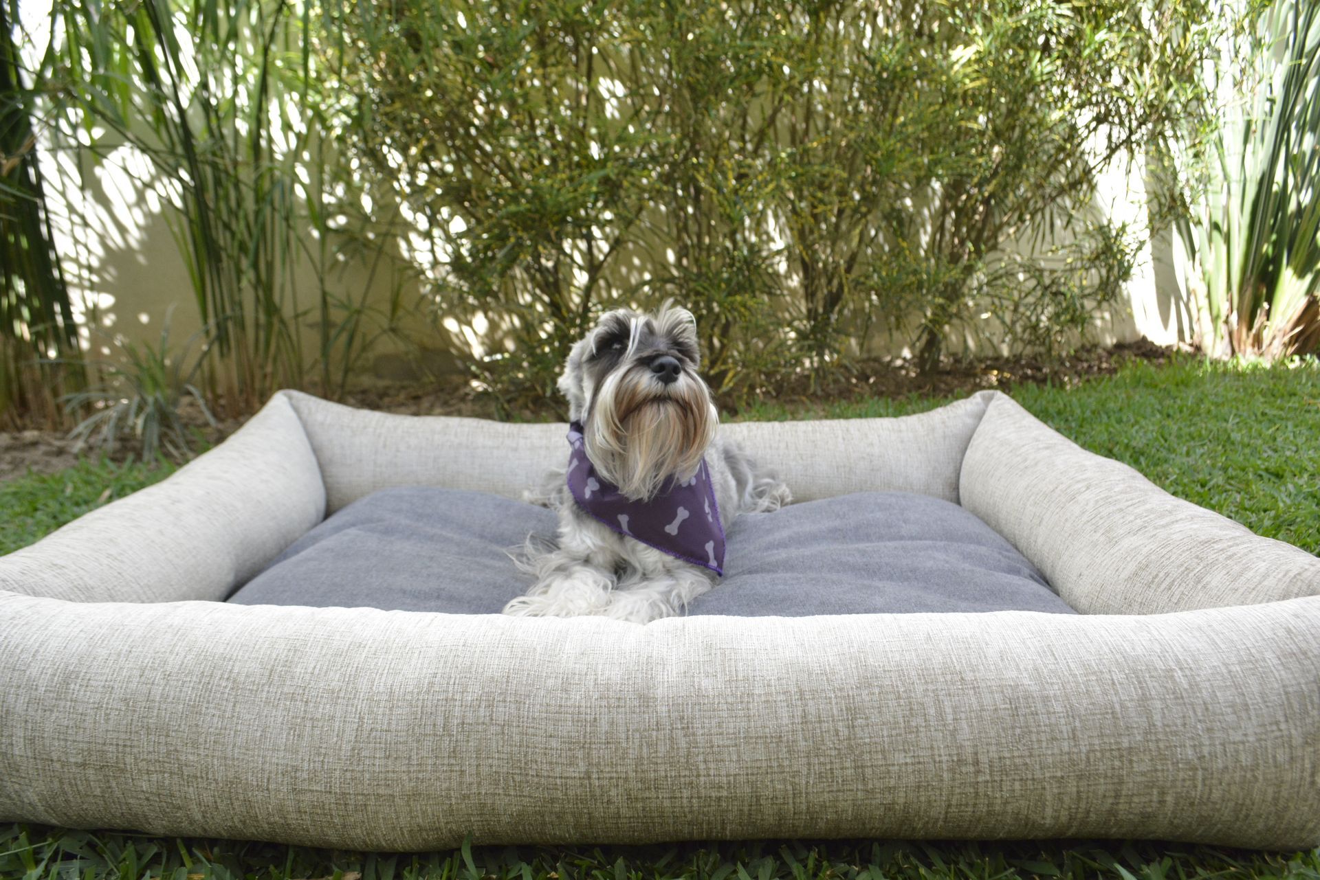 Un perro pequeño que lleva un pañuelo morado está acostado en una cama para perros.