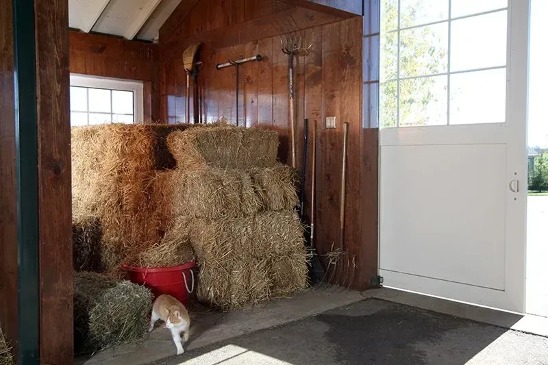 Hay bales in a wooden shed; a cat walks in the doorway; a red bucket sits near the hay.