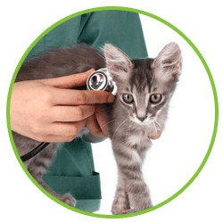 treatment for cat