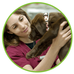 pet for vaccination