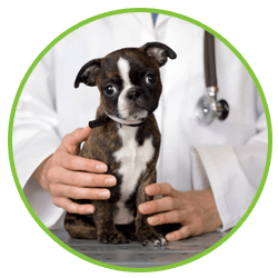 treatment for puppy