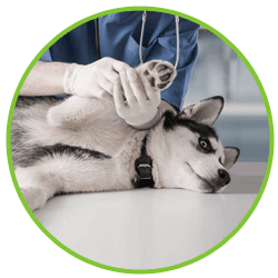 vaccination for dogs