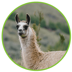 camelid looking
