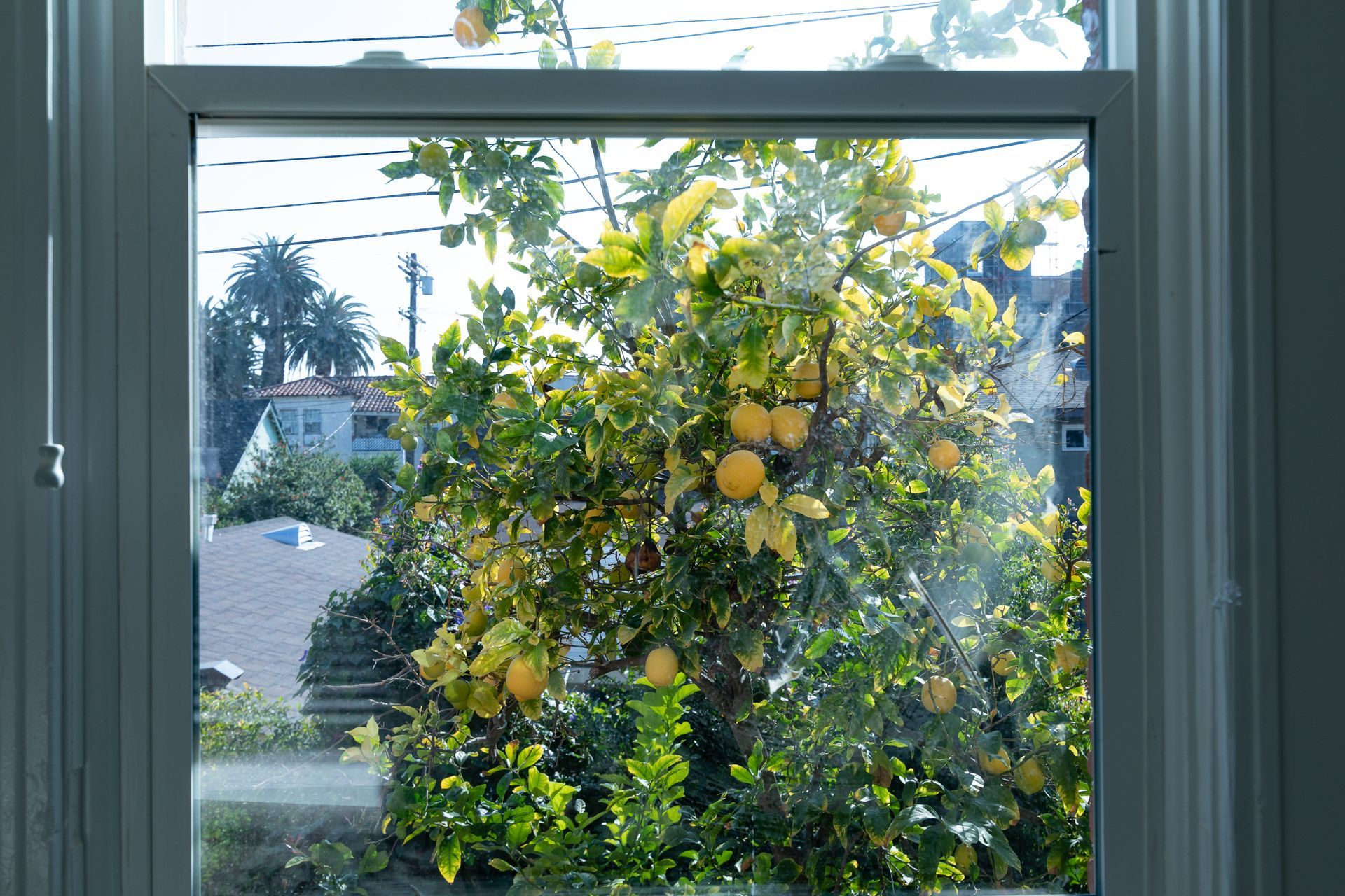 A sunny window frames a lemon tree laden with yellow fruit, with houses and power lines visible in the background.