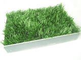 Un contenitore rettangolare riempito di fili d'erba artificiale di un verde brillante su sfondo bianco.