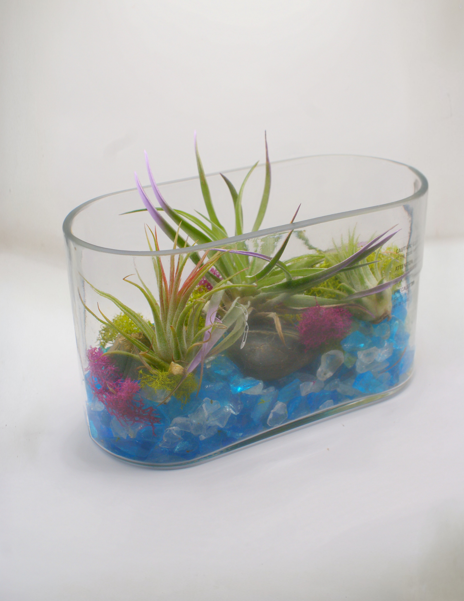 Air Plant Decoration