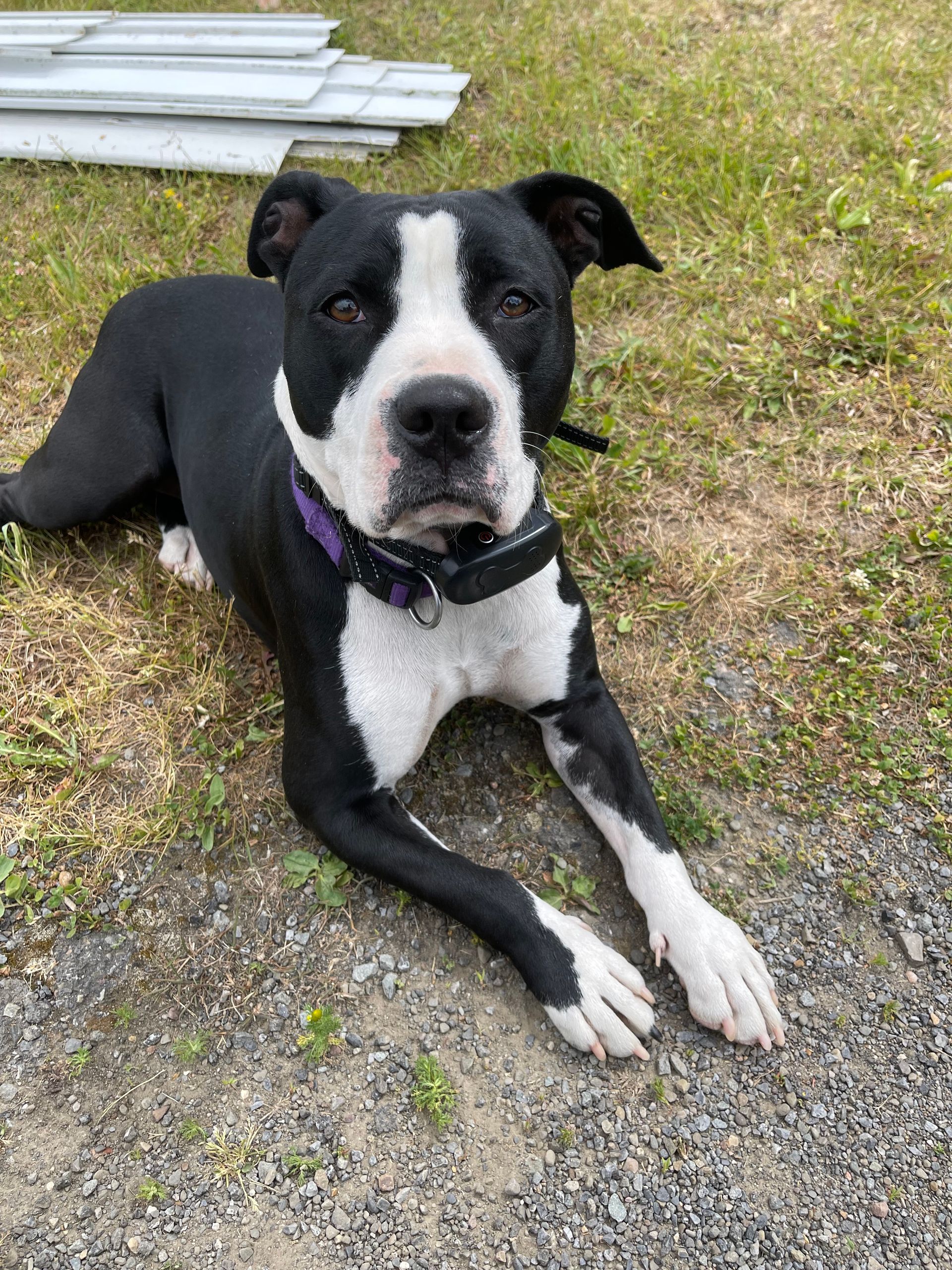 A black and white dog with a purple collar is laying on the ground.