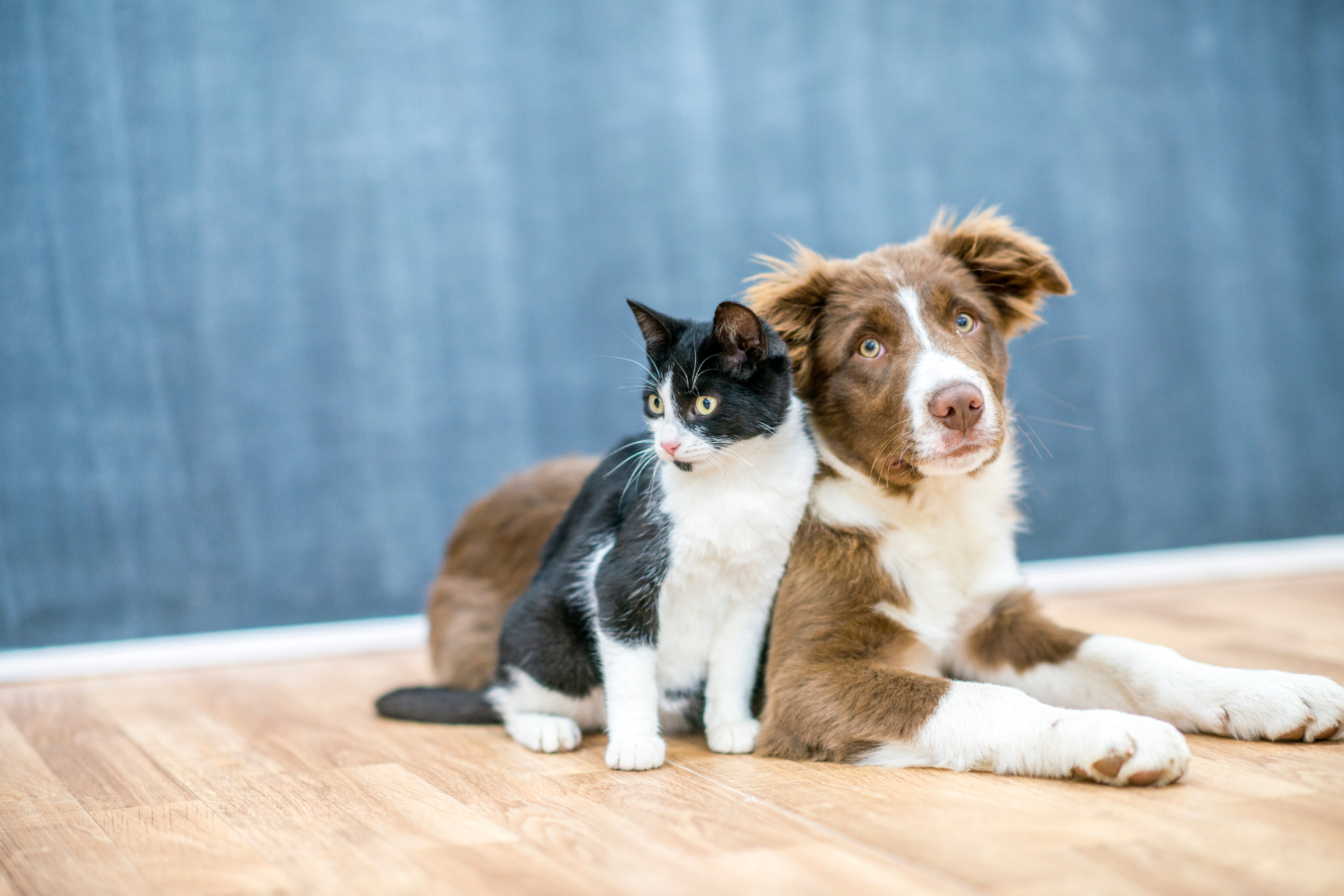 A puppy and a kitten are laying next to each other on the floor.
