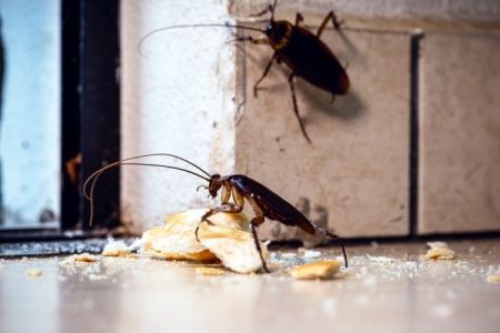 Two cockroaches on a floor with crumbs; one eats bread, the other crawls near a wall.