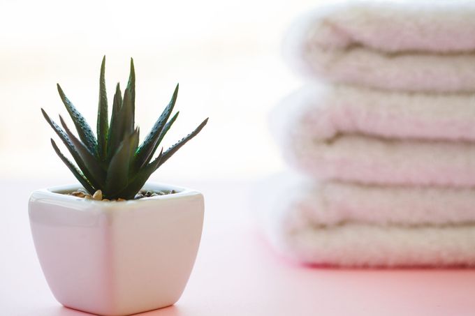 mini cactus plant next to spa towels